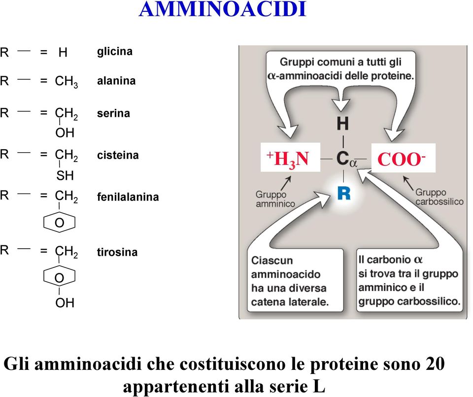 fenilalanina O R = CH 2 tirosina O OH Gli amminoacidi