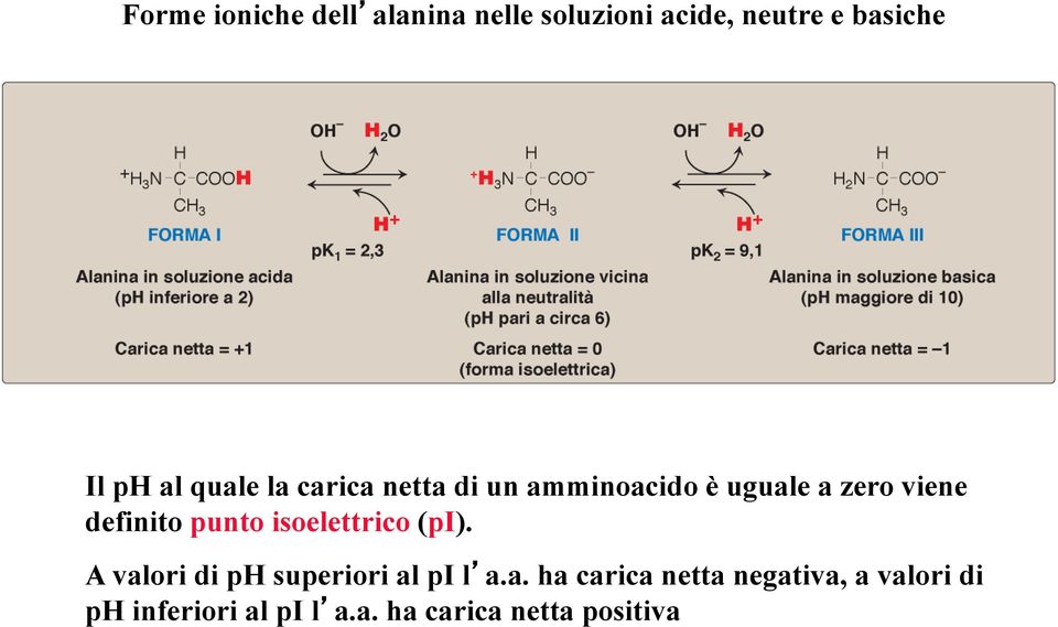 punto isoelettrico (pi). A val