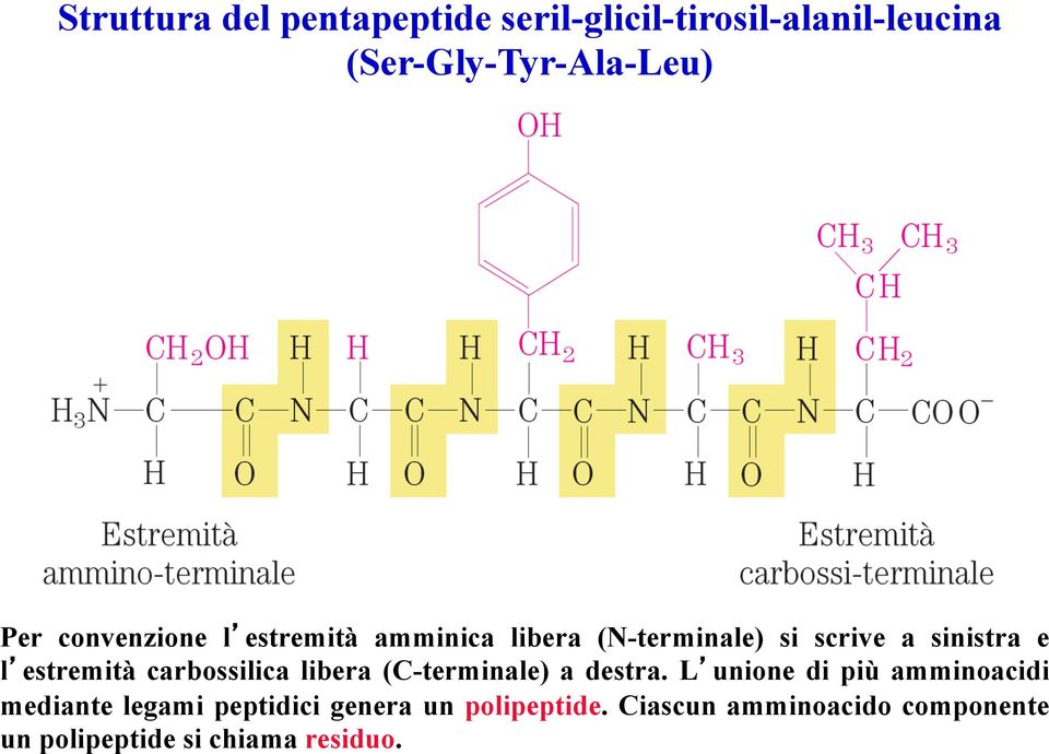 carbossilica libera (C-terminale) a destra.