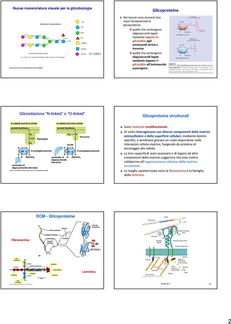 quelle che contengono oligosaccaridi legati mediante legame N glicosidico all aminoacido asparagina. Glicosilazione N-linked o O-linked Glicoproteine strutturali Sono molecole multifunzionali.