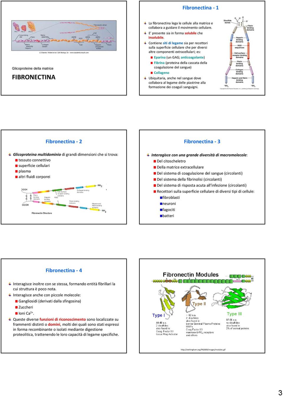 coagulazione del sangue) Collageno Ubiquitaria, anche nel sangue dove collabora al legame delle piastrine alla formazione dei coaguli sanguigni.