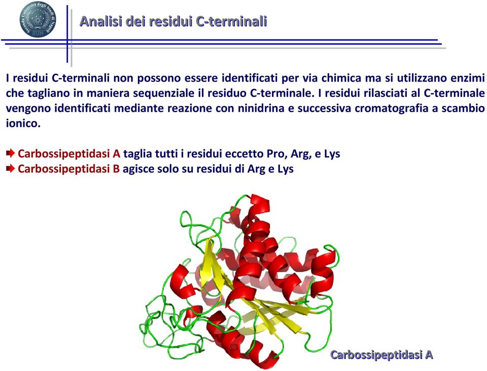 I residui rilasciati al C-terminale vengono identificati mediante reazione con ninidrina e successiva cromatografia