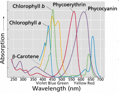 CLOROFILLA CAROTENOIDI La diversità di pigmenti ha anche un importante significato ecologico in quanto