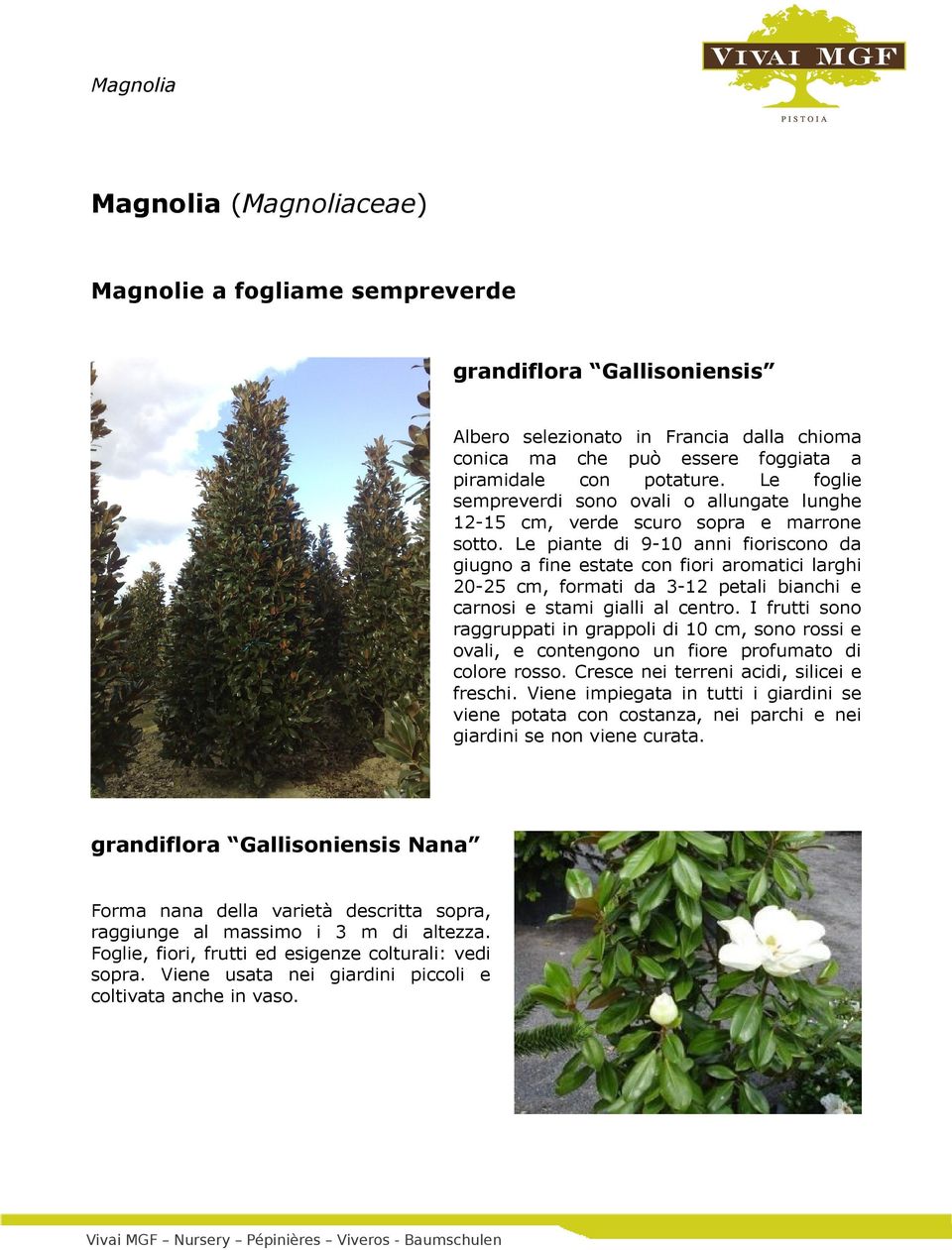 Le piante di 9-10 anni fioriscono da giugno a fine estate con fiori aromatici larghi 20-25 cm, formati da 3-12 petali bianchi e carnosi e stami gialli al centro.