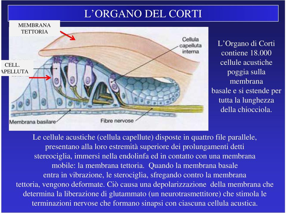 contatto con una membrana mobile: la membrana tettoria. Quando la membrana basale entra in vibrazione, le sterociglia, sfregando contro la membrana tettoria, vengono deformate.