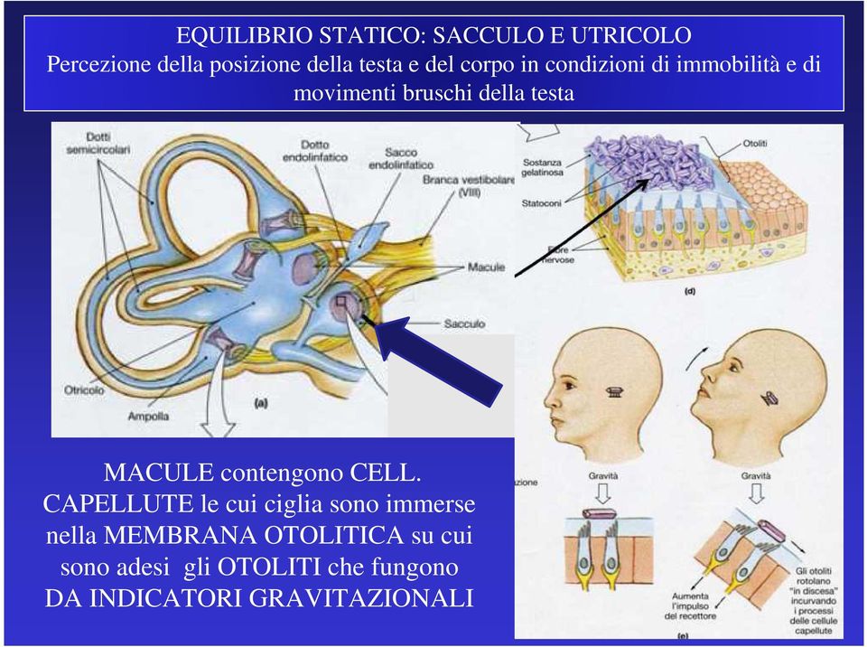 MACULE contengono CELL.