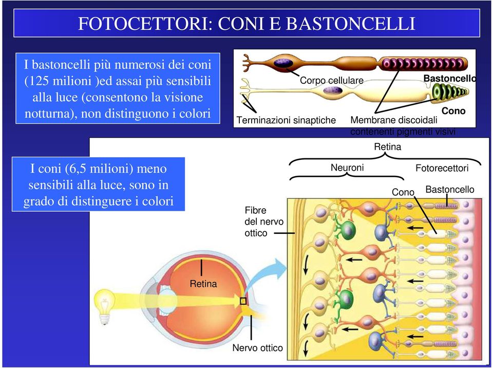 grado di distinguere i colori Fibre del nervo ottico Corpo cellulare Terminazioni sinaptiche Neuroni Retina Cono