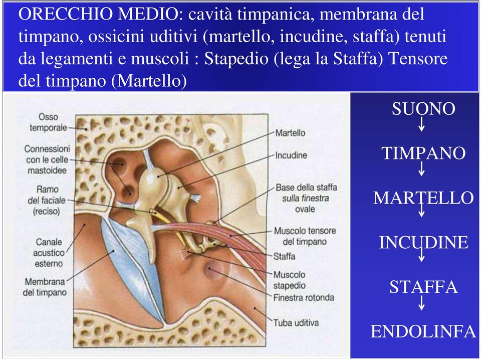 legamenti e muscoli : Stapedio (lega la Staffa) Tensore del