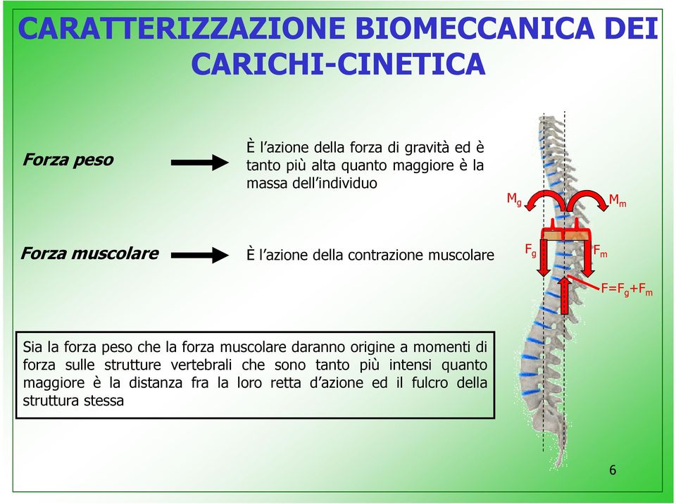 g +F m Sia la forza peso che la forza muscolare daranno origine a momenti di forza sulle strutture vertebrali che