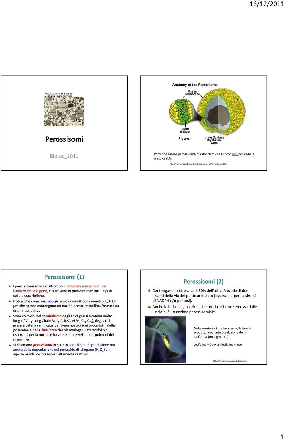 Noti anche come microcorpi, sono organelli con diametro 0,1 1,0 µm che spesso contengono un nucleo denso, cristallino, formato da enzimi ossidativi.