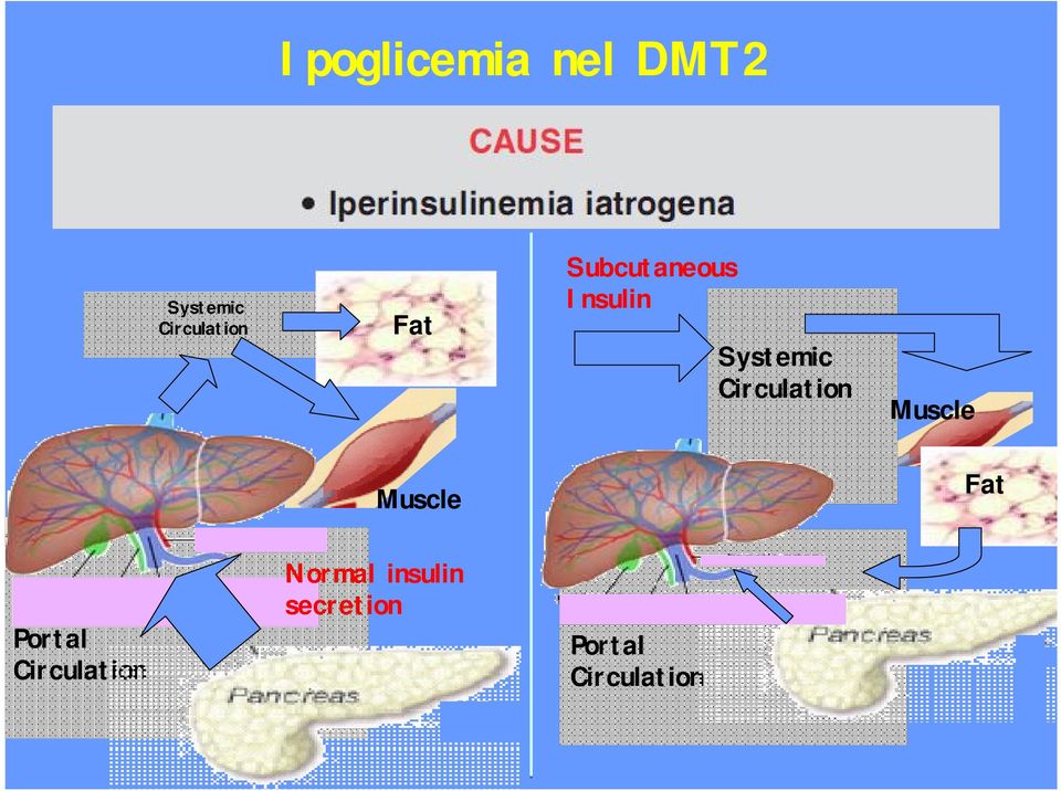 Circulation Muscle Muscle Fat Portal