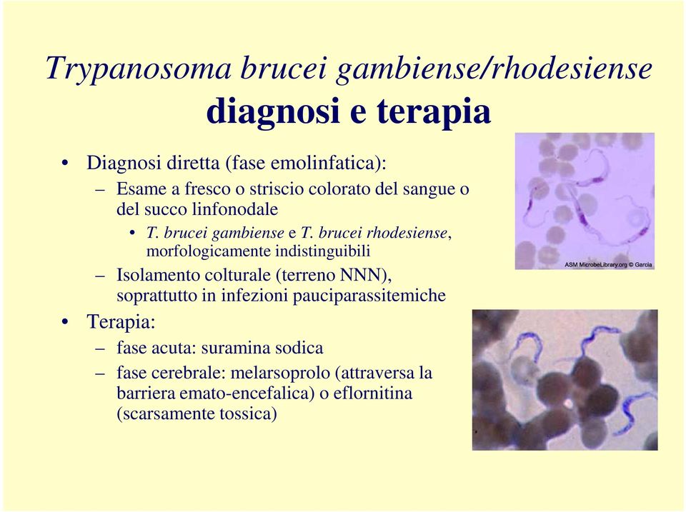 brucei rhodesiense, morfologicamente indistinguibili Isolamento colturale (terreno NNN), soprattutto in infezioni