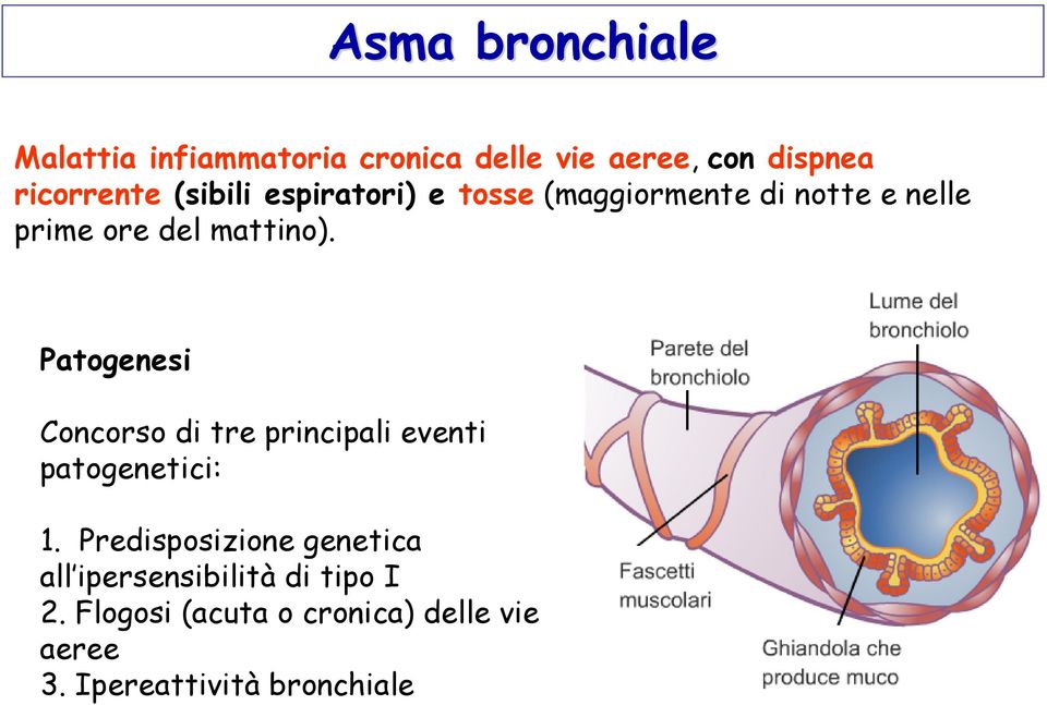 Patogenesi Concorso di tre principali eventi patogenetici: 1.