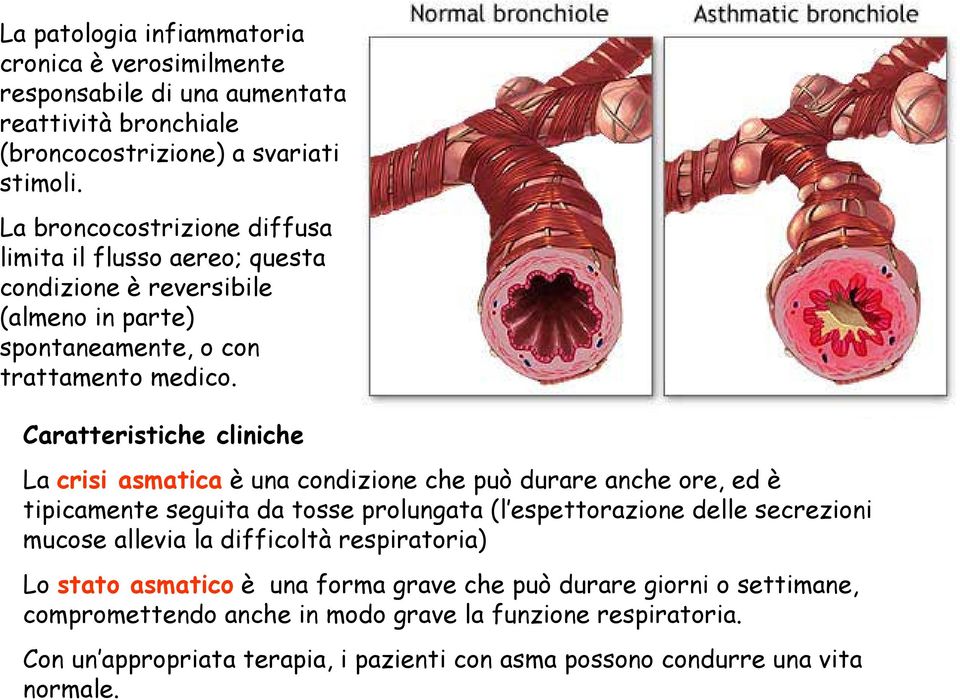 Caratteristiche cliniche La crisi asmatica è una condizione che può durare anche ore, ed è tipicamente seguita da tosse prolungata (l espettorazione delle secrezioni mucose