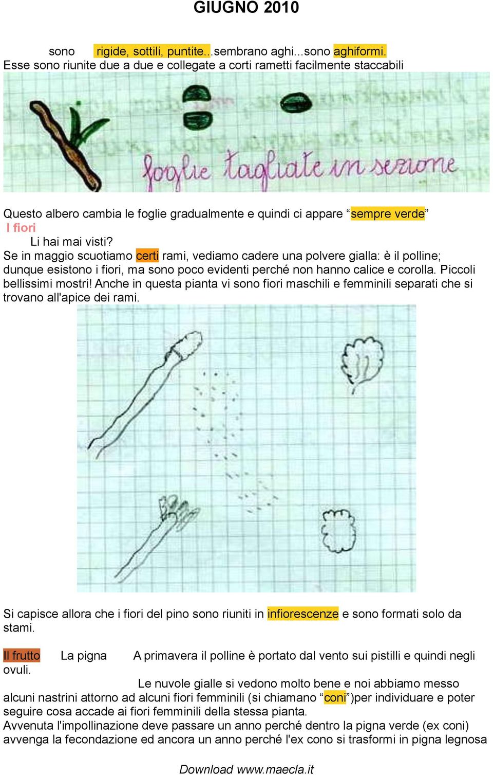 Se in maggio scuotiamo certi rami, vediamo cadere una polvere gialla: è il polline; dunque esistono i fiori, ma sono poco evidenti perché non hanno calice e corolla. Piccoli bellissimi mostri!