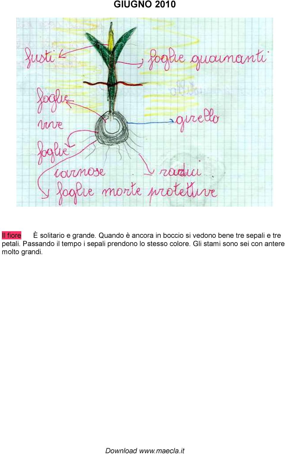 sepali e tre petali.