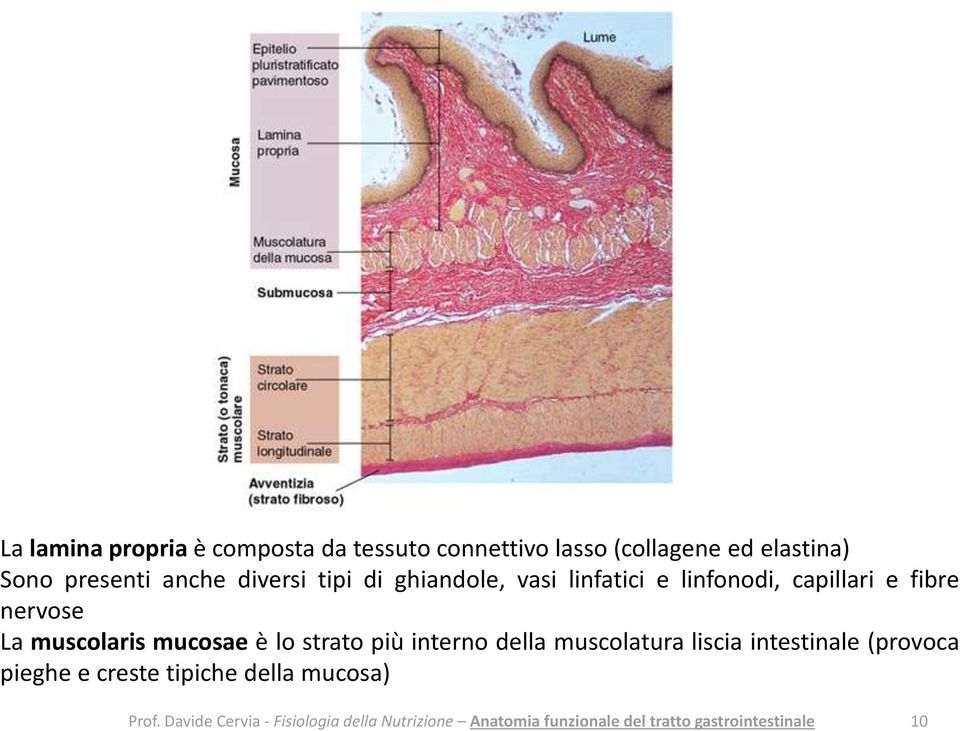 linfonodi, capillari e fibre nervose La muscolaris mucosae è lo strato più