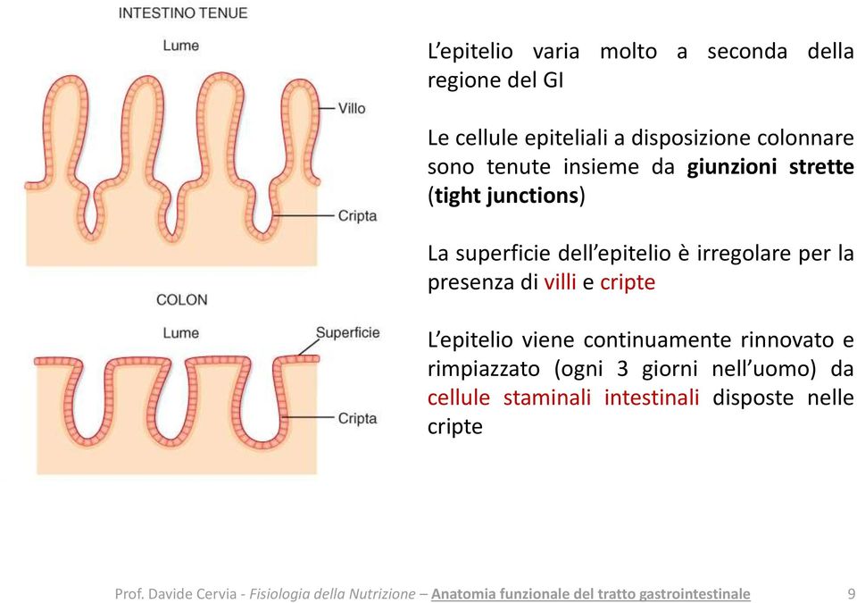 epitelio è irregolare per la presenza di villi e cripte L epitelio viene continuamente