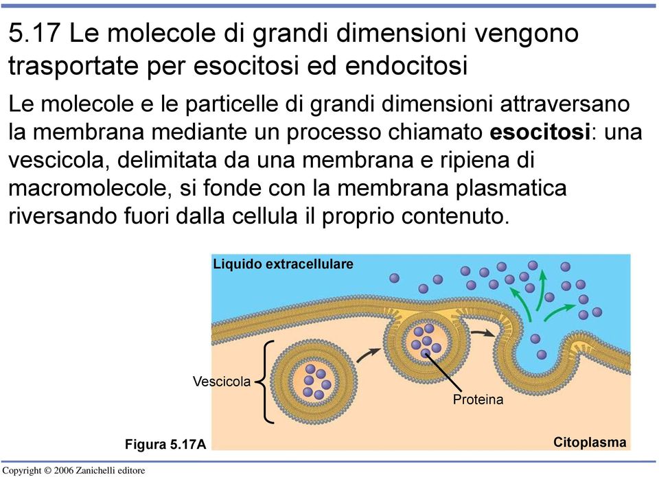 vescicola, delimitata da una membrana e ripiena di macromolecole, si fonde con la membrana plasmatica