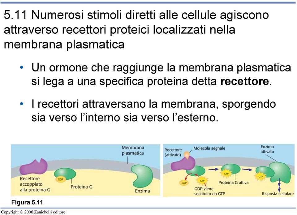 membrana plasmatica si lega a una specifica proteina detta recettore.