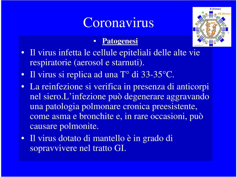 La reinfezione si verifica in presenza di anticorpi nel siero.