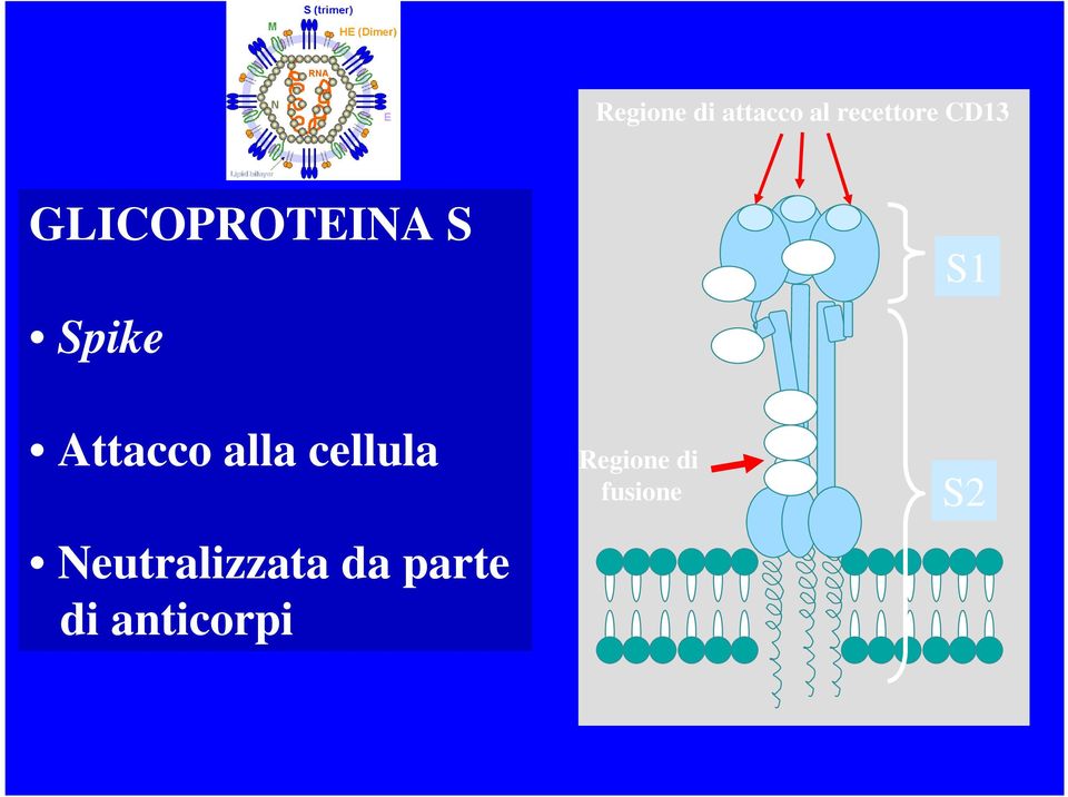 Attacco alla cellula Regione di fusione