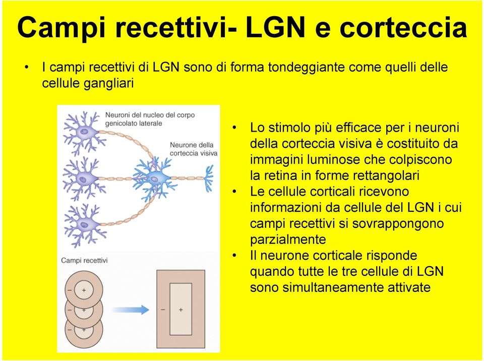 colpiscono la retina in forme rettangolari Le cellule corticali ricevono informazioni da cellule del LGN i cui campi