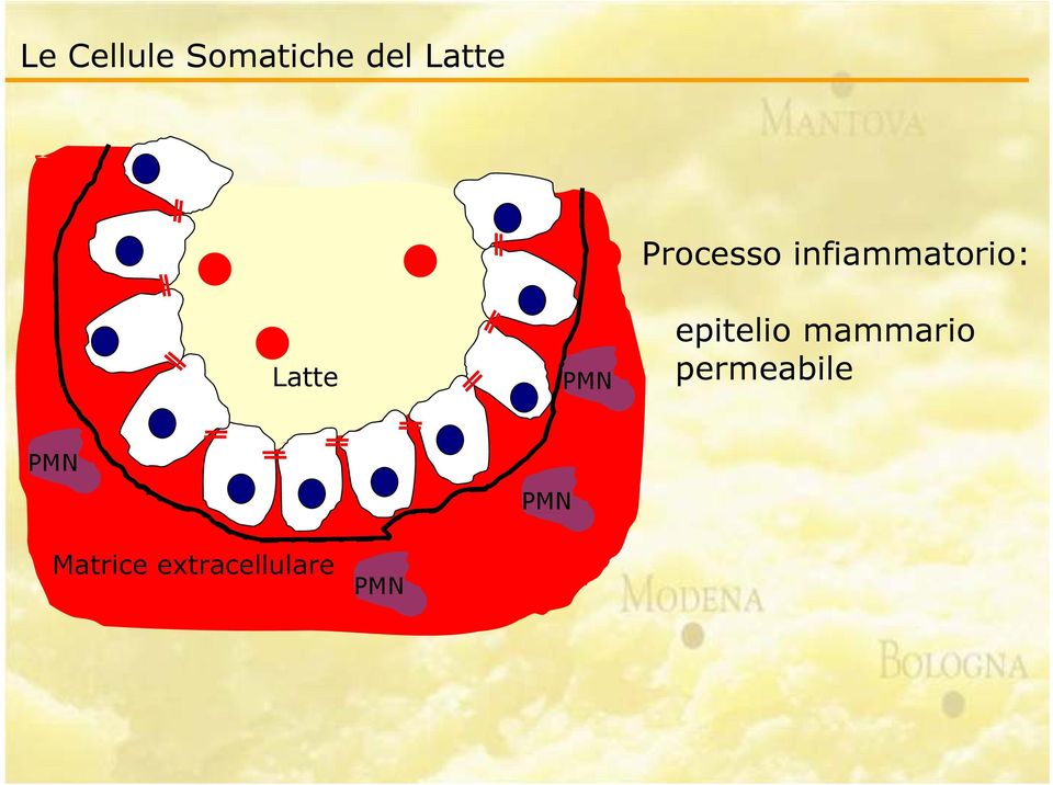 infiammatorio: epitelio