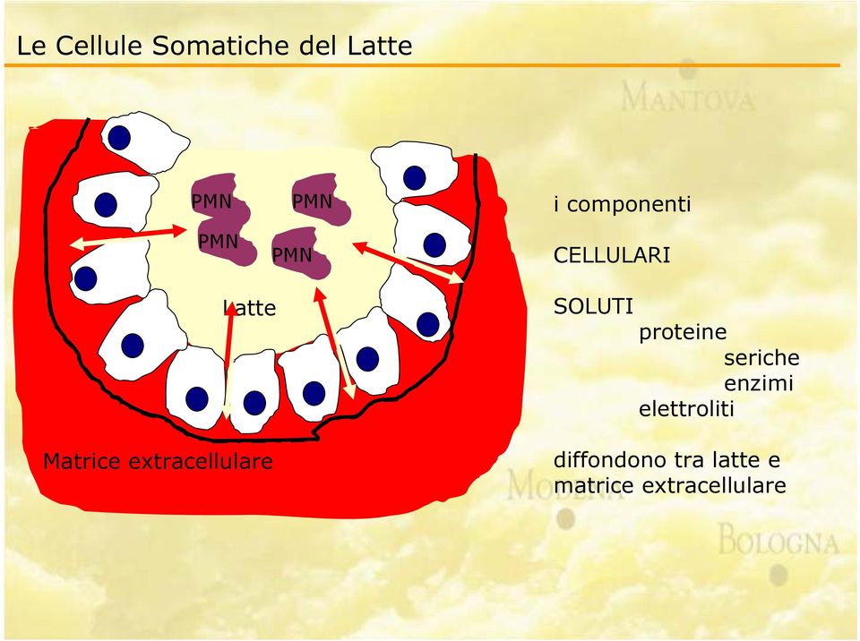 extracellulare SOLUTI proteine seriche enzimi