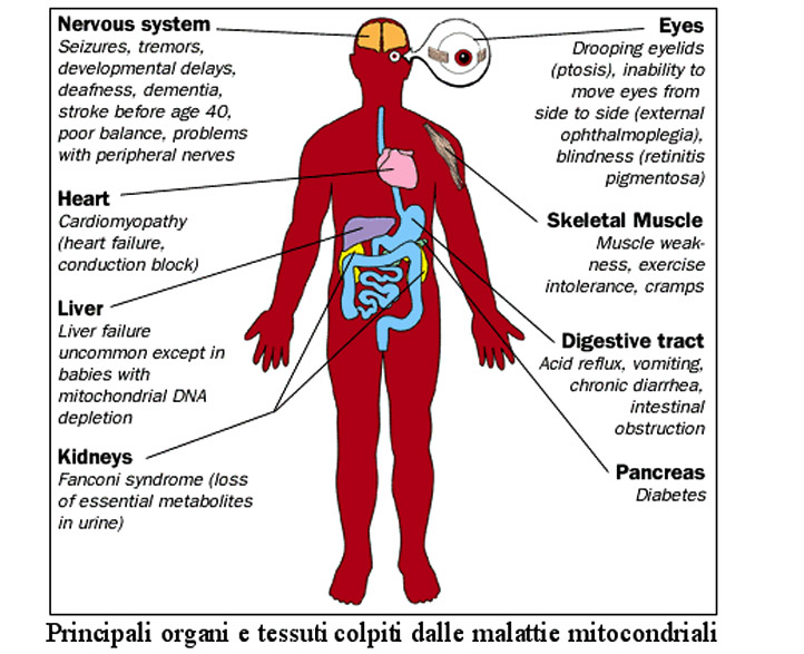 I mitocondri sono presenti in tutti i tessuti, quindi,, le malattie mitocondriali, possono colpire qualsiasi organo Che cosa sono le