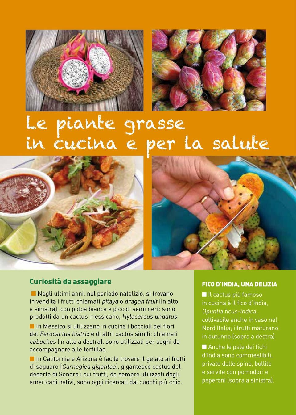 n In Messico si utilizzano in cucina i boccioli dei fiori del Ferocactus histrix e di altri cactus simili: chiamati cabuches (in alto a destra), sono utilizzati per sughi da accompagnare alle