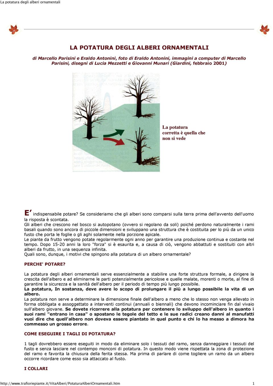 Gli alberi che crescono nel bosco si autopotano (ovvero si regolano da soli) poiché perdono naturalmente i rami basali quando sono ancora di piccole dimensioni e sviluppano una struttura che è