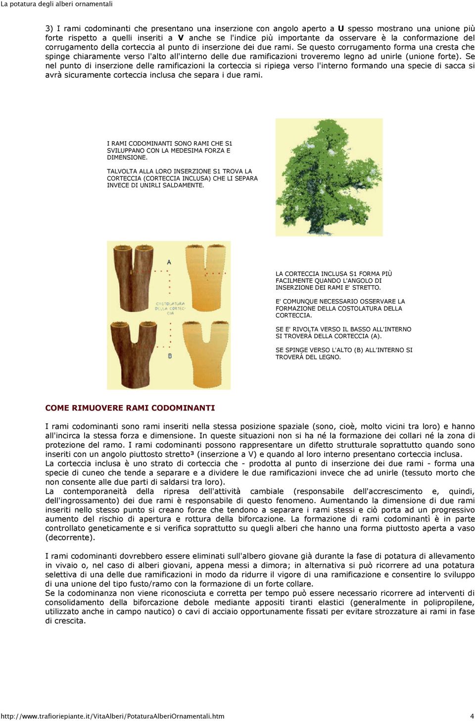 Se questo corrugamento forma una cresta che spinge chiaramente verso l'alto all'interno delle due ramificazioni troveremo legno ad unirle (unione forte).