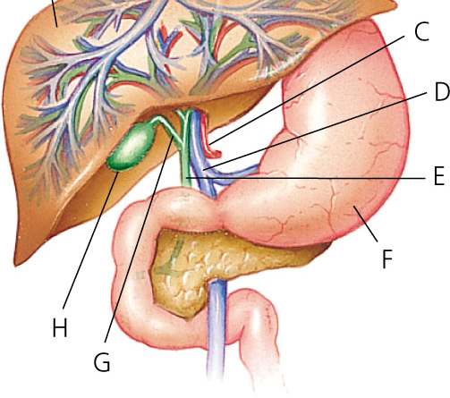 Gastrosalivare 1 Gh. Lacrimale Gh. salivare I farmaci assorbiti dallo stomaco e dall intestino possono essere escreti dalle gh.