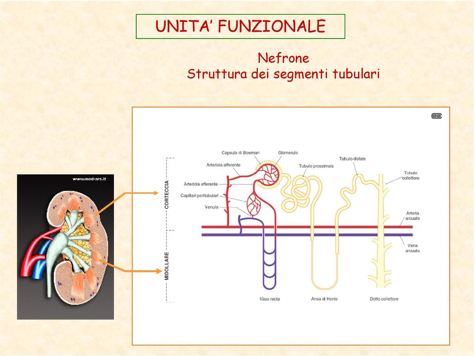 Nefrone