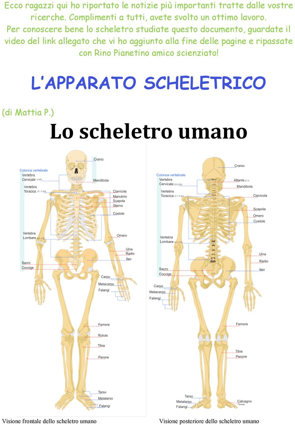 Per conoscere bene lo scheletro studiate questo documento, guardate il video del link allegato che vi ho aggiunto