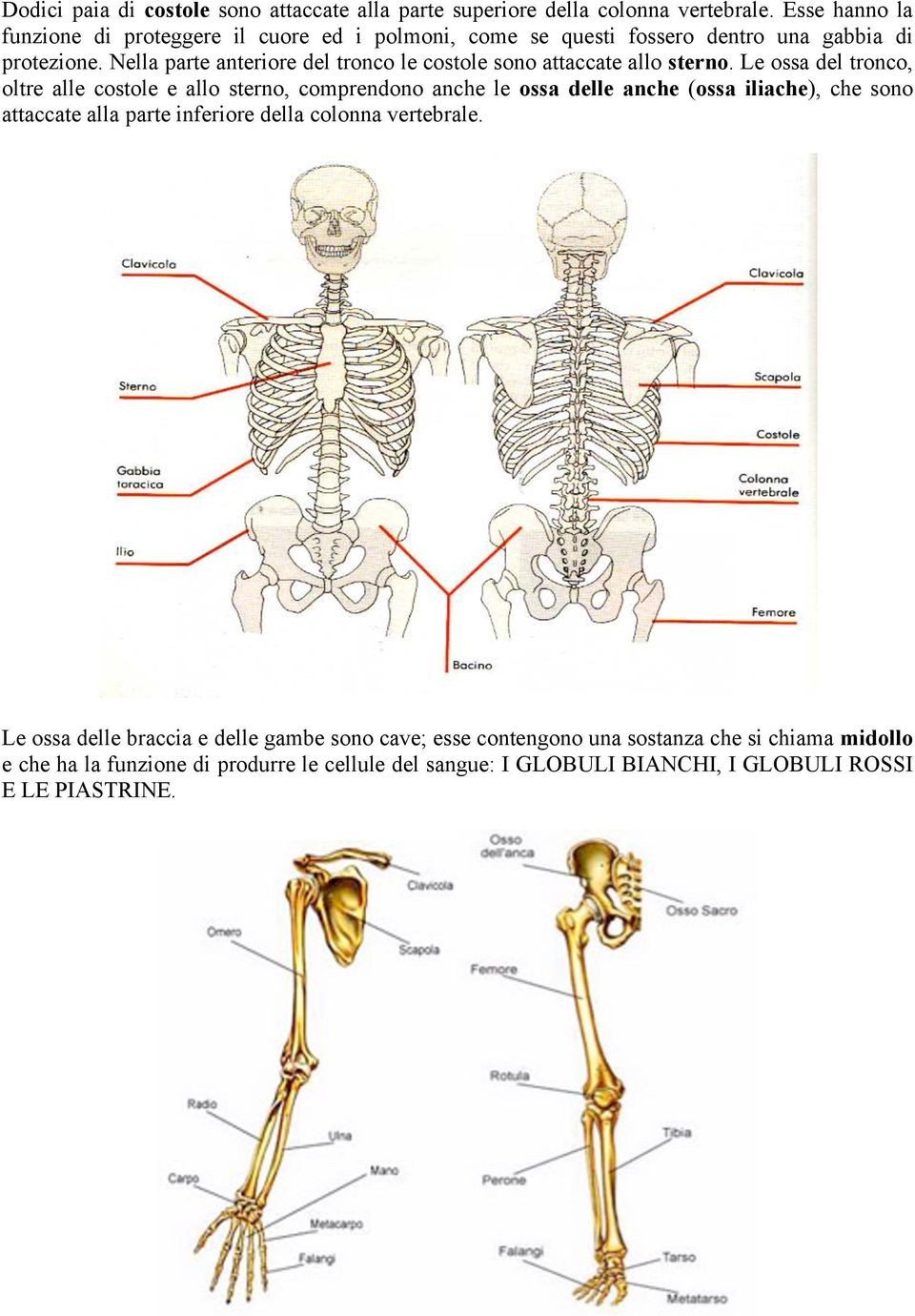 Nella parte anteriore del tronco le costole sono attaccate allo sterno.