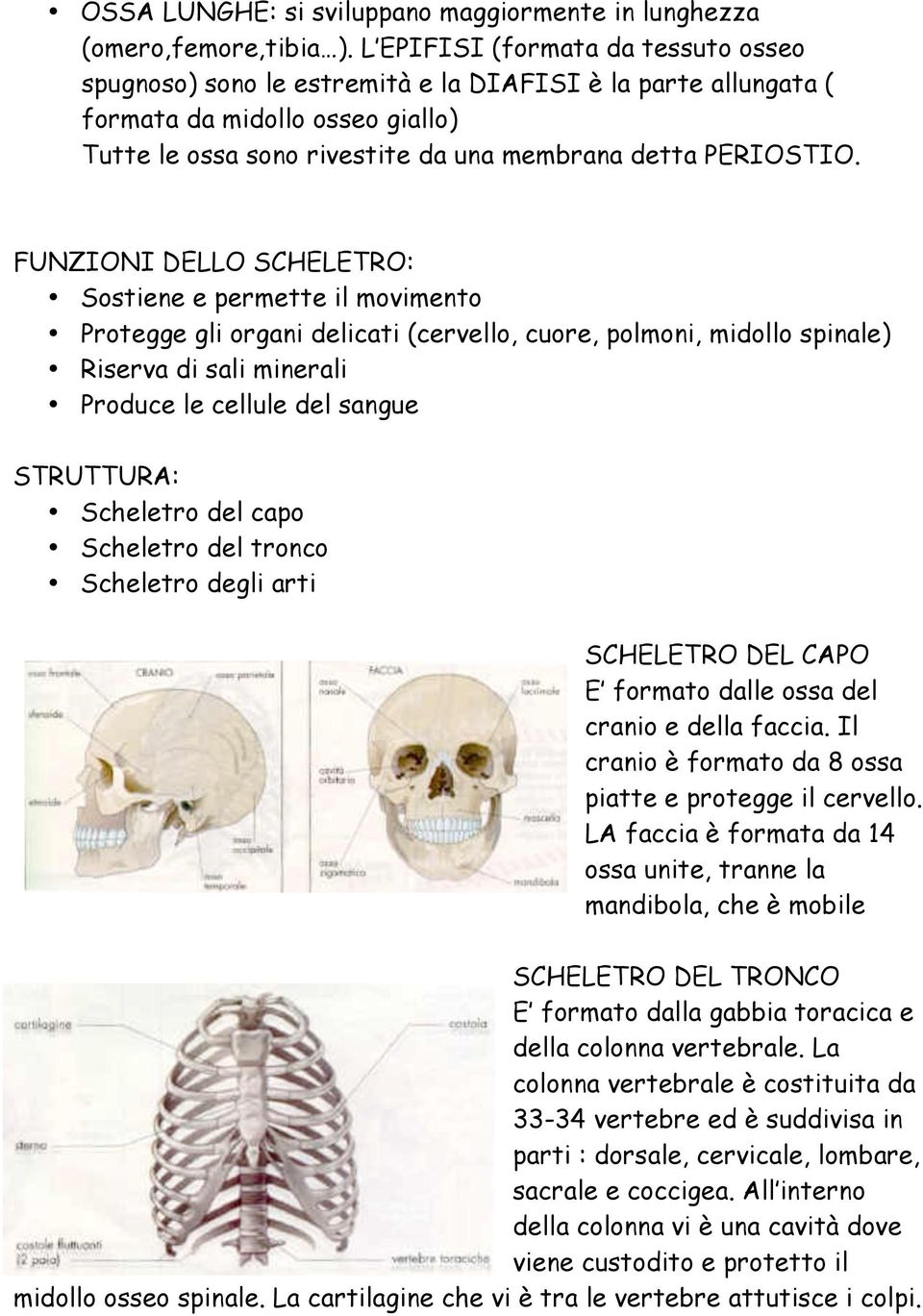 FUNZIONI DELLO SCHELETRO: Sostiene e permette il movimento Protegge gli organi delicati (cervello, cuore, polmoni, midollo spinale) Riserva di sali minerali Produce le cellule del sangue STRUTTURA: