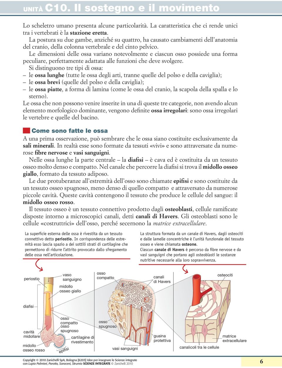 Le dimensioni delle ossa variano notevolmente e ciascun possiede una forma peculiare, perfettamente adattata alle funzioni che deve svolgere.