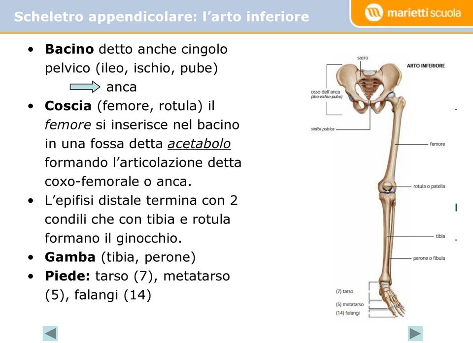 formando l articolazione detta coxo-femorale o anca.