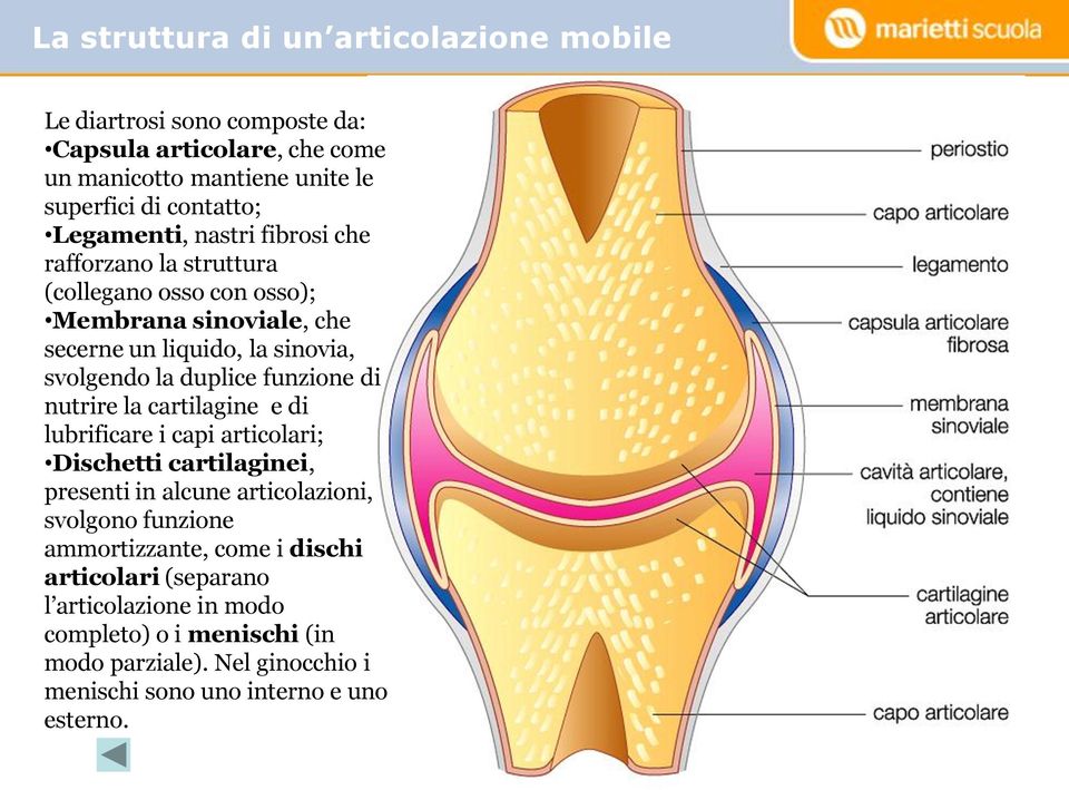 funzione di nutrire la cartilagine e di lubrificare i capi articolari; Dischetti cartilaginei, presenti in alcune articolazioni, svolgono funzione