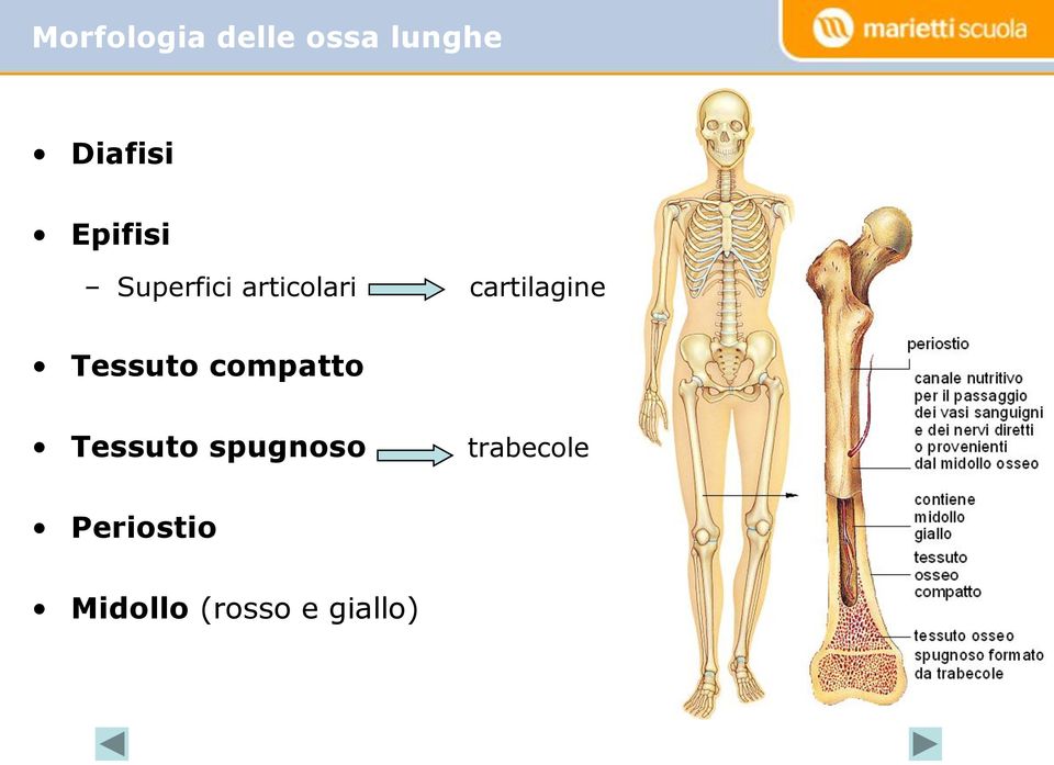 cartilagine Tessuto compatto Tessuto