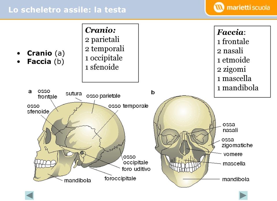 occipitale 1 sfenoide Faccia: 1 frontale 2