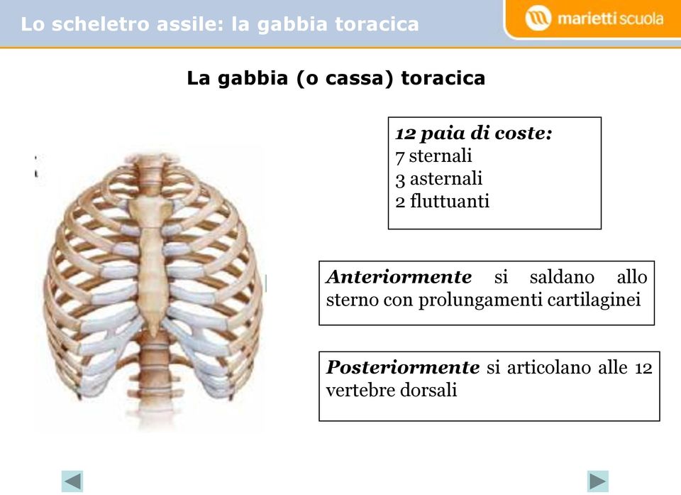 fluttuanti Anteriormente si saldano allo sterno con