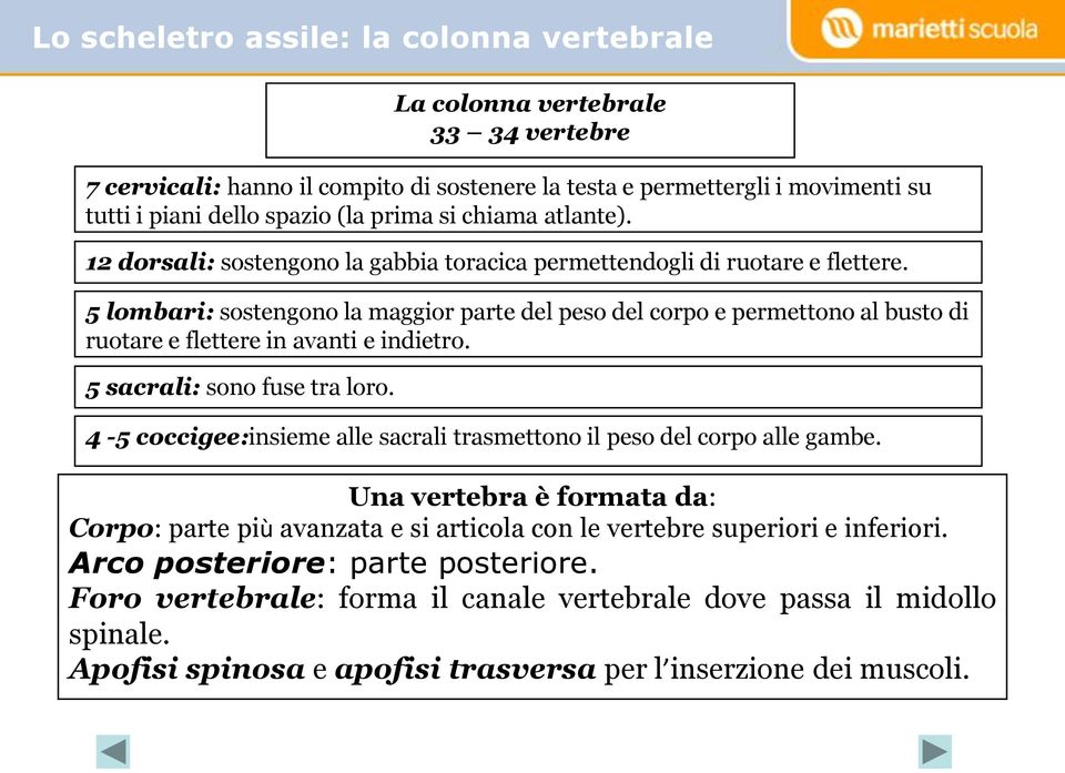 5 lombari: sostengono la maggior parte del peso del corpo e permettono al busto di ruotare e flettere in avanti e indietro. 5 sacrali: sono fuse tra loro.