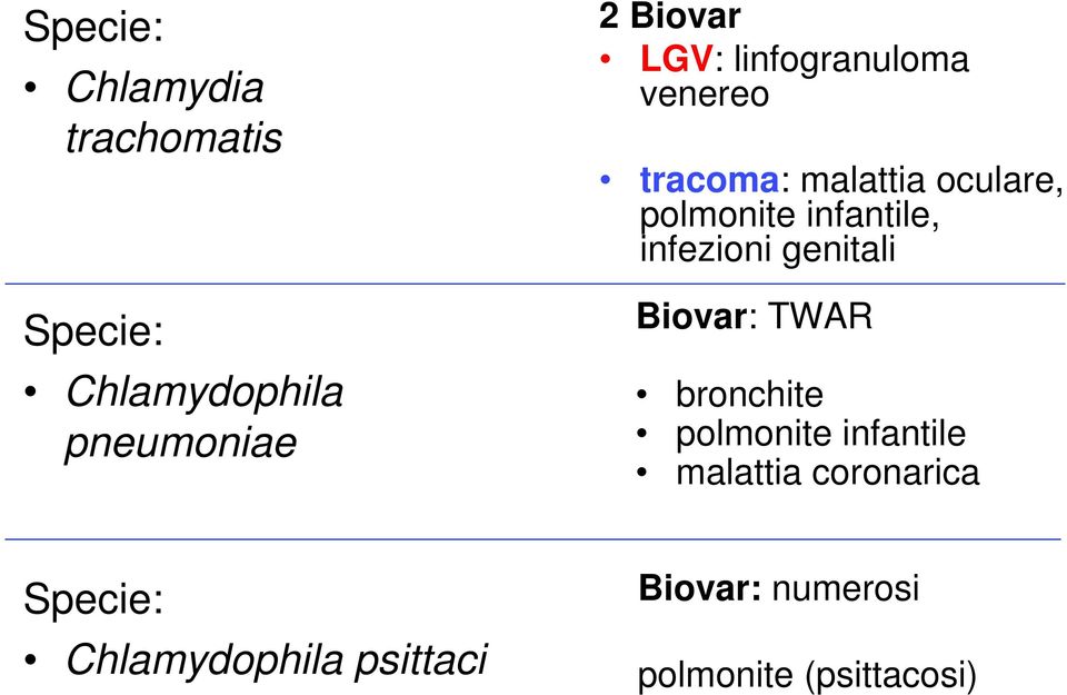 infantile, infezioni genitali Biovar: TWAR bronchite polmonite infantile