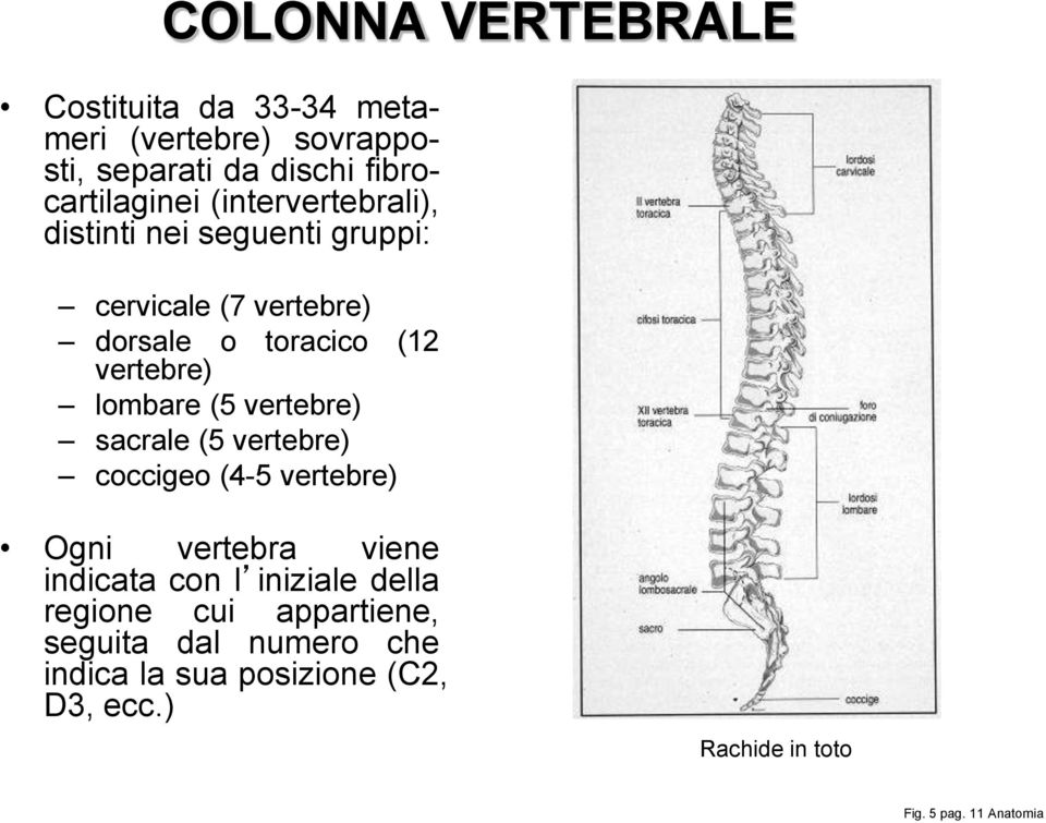 (5 vertebre) sacrale (5 vertebre) coccigeo (4-5 vertebre) Ogni vertebra viene indicata con l iniziale della