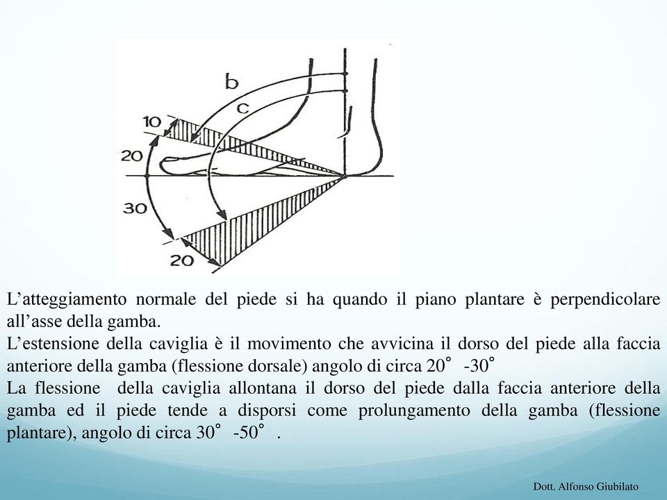 (flessione dorsale) angolo di circa 20-30 La flessione della caviglia allontana il dorso del piede dalla faccia