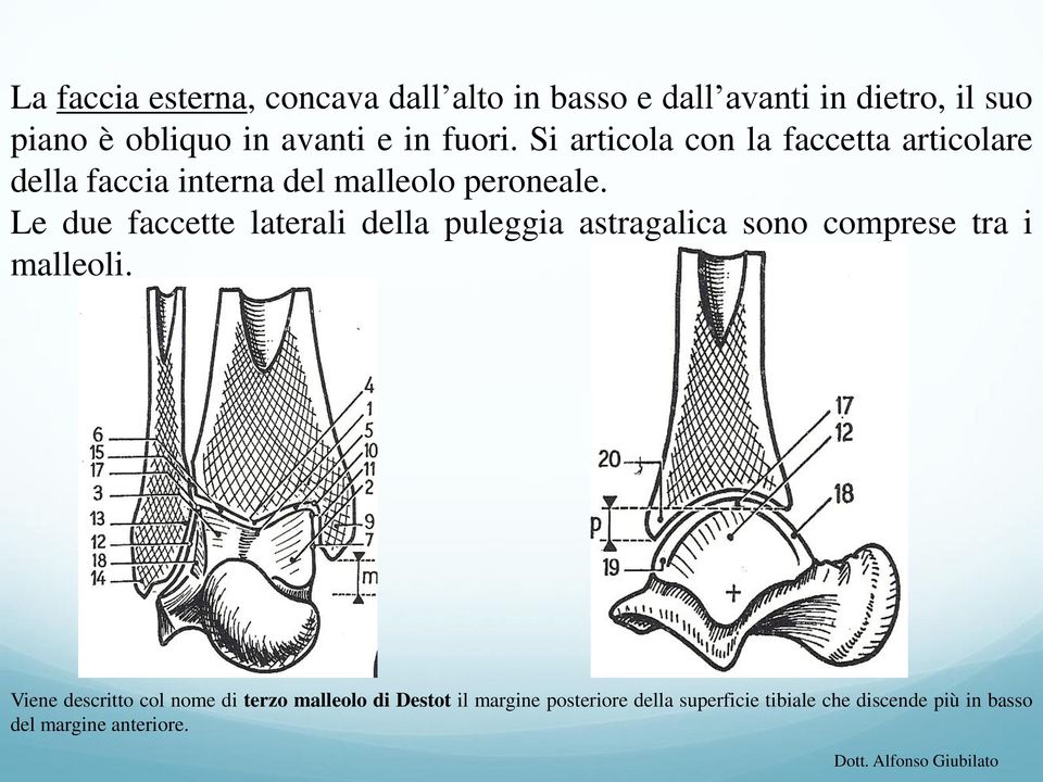 Le due faccette laterali della puleggia astragalica sono comprese tra i malleoli.
