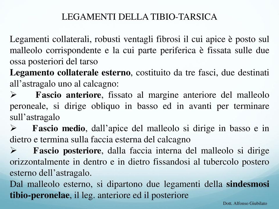 ed in avanti per terminare sull astragalo Fascio medio, dall apice del malleolo si dirige in basso e in dietro e termina sulla faccia esterna del calcagno Fascio posteriore, dalla faccia interna del